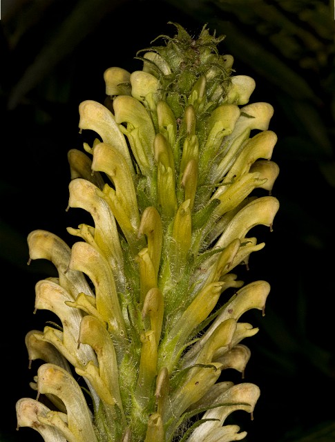 089Pedicularis bracteosa 19-5907.jpg